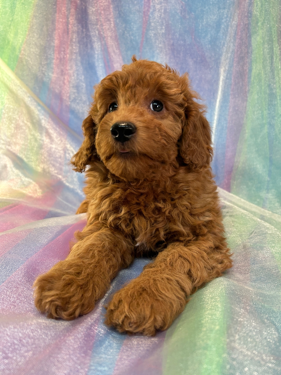 Dark Red Female Mini Golden Doodle Puppy for Sale DOB 1-8-2026 $1200